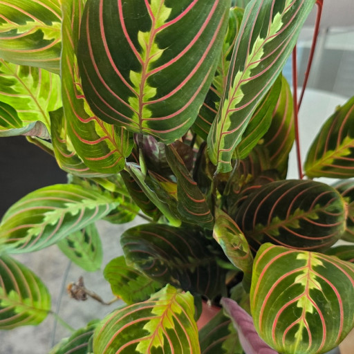 Red Prayer Plant | Plant Addicts