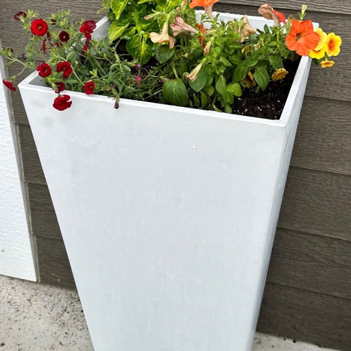miniature rose potted plant Mini Rose Bush (Assorted Colors) – The Plant Lady SF main image 0