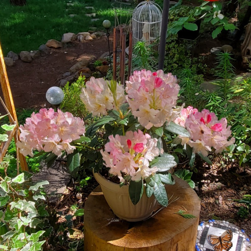 Percy Wiseman Rhododendron | Plant Addicts