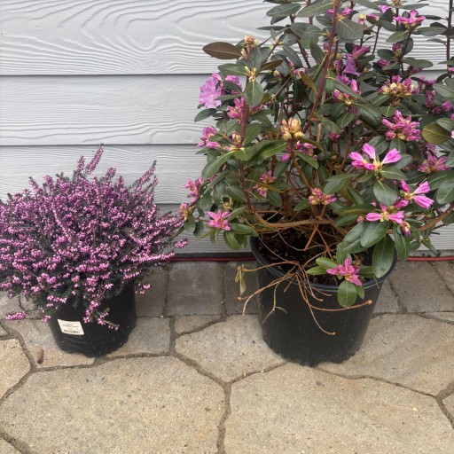 PJM Elite Rhododendron | Plant Addicts