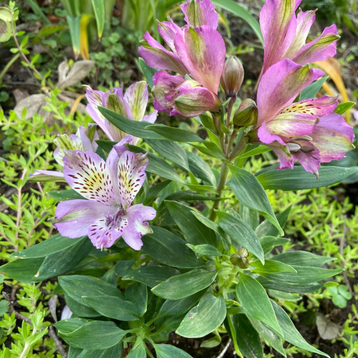 nerine plant Buy Best Quality Nerine Lily Pink Flower Bulbs Online