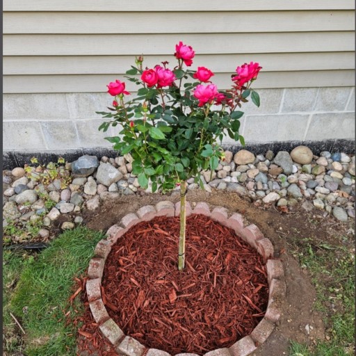 Knock Out® Double Red Rose Tree | Plant Addicts