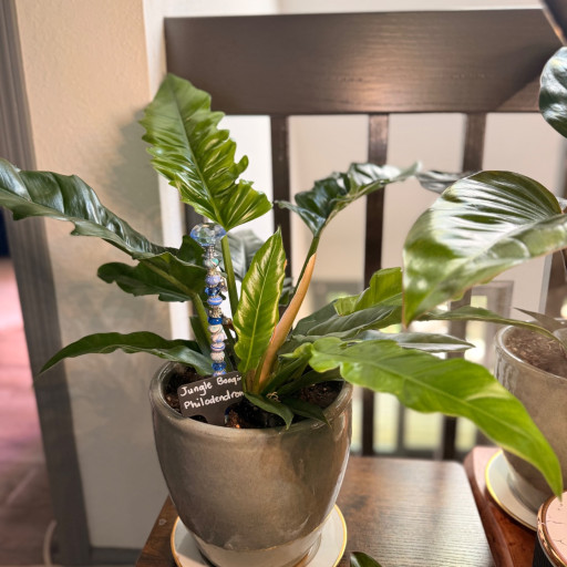 plant stephanotis floribunda Buy Madagascar Jasmine Scented (small) Plant online at best price main image 0