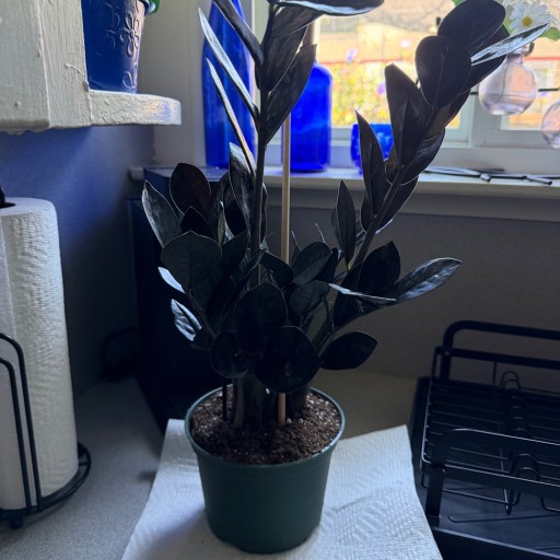 big plants for big pots Big Cuff Planter