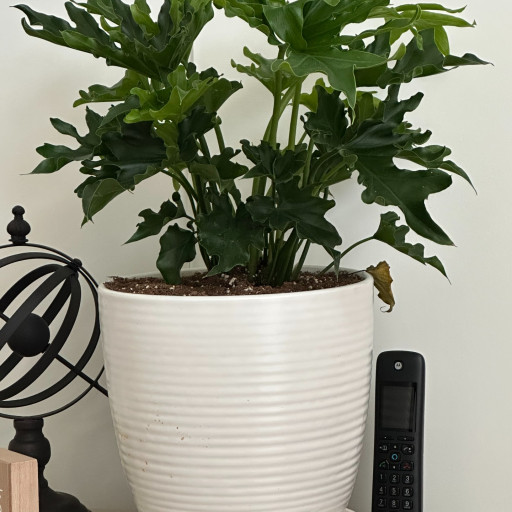 Little Hope Philodendron | Plant Addicts