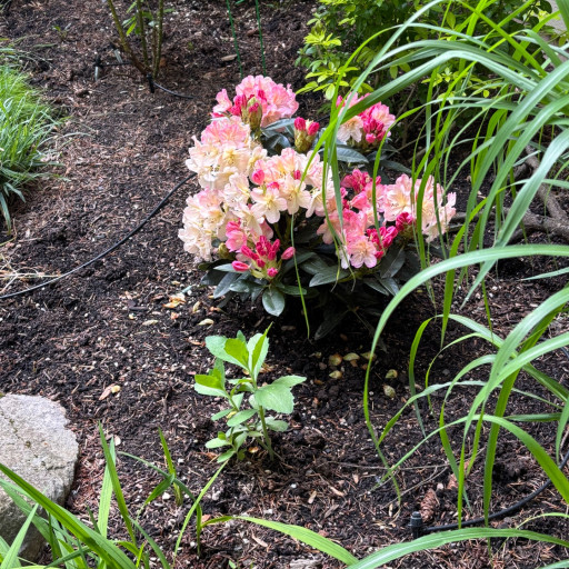 Percy Wiseman Rhododendron | Plant Addicts