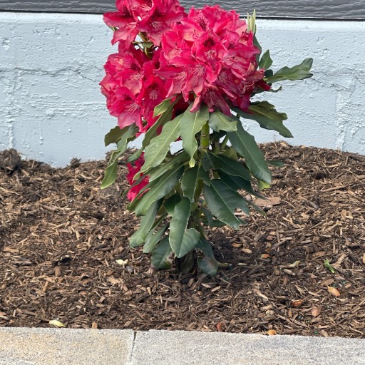 Blood Moon Rhododendron | Plant Addicts