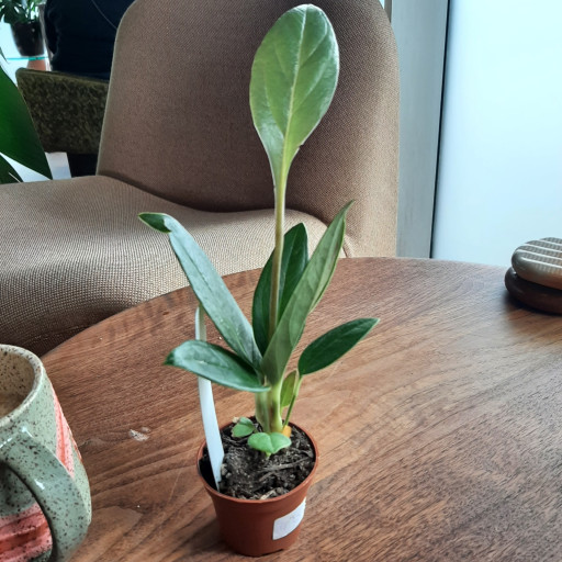 dieffenbachia silver bay Dieffenbachia Sterling Dumb Cane White Veins
