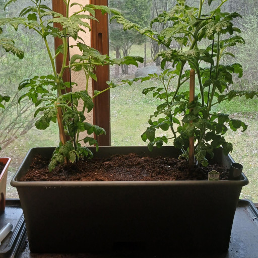 money tree braid Money Tree 'Guiana Chestnut' Pachira Braid - 6" Pot - NURSERY POT ONLY