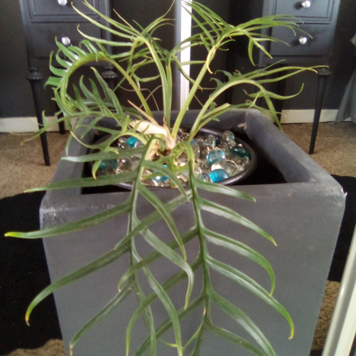 Tortum Philodendron | Plant Addicts