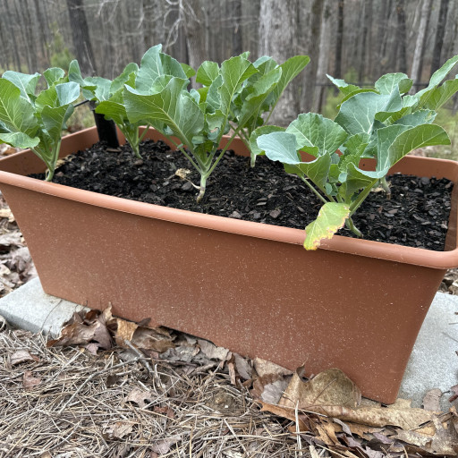 EarthBox Original Container Replacement Part